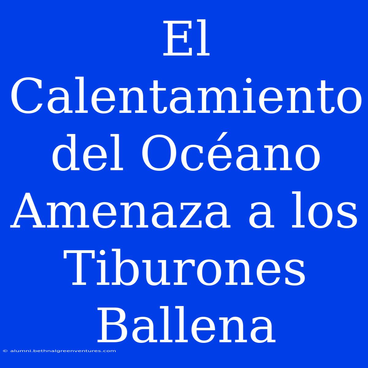 El Calentamiento Del Océano Amenaza A Los Tiburones Ballena